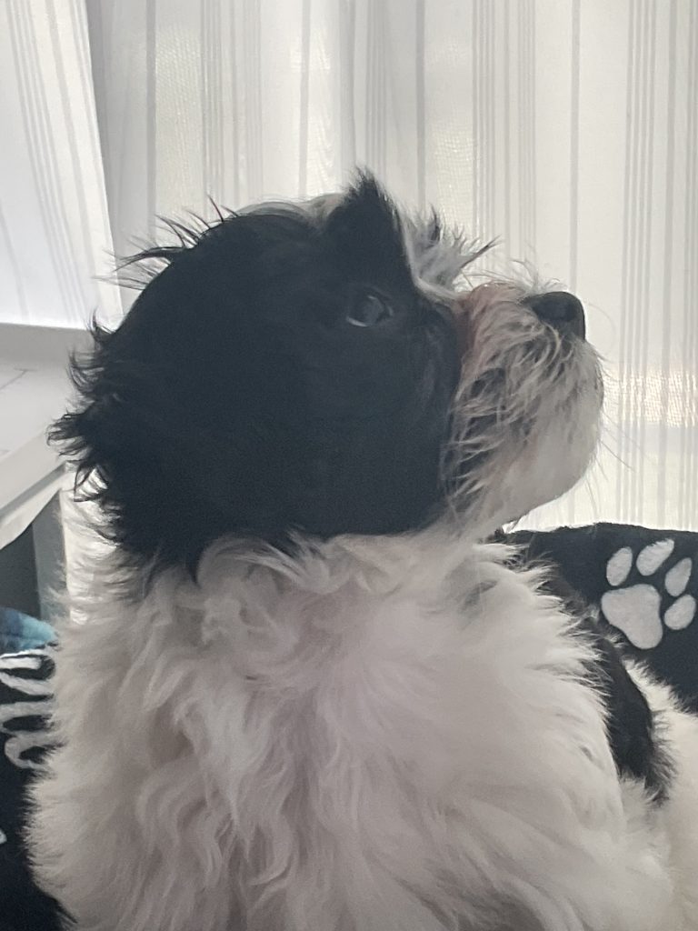 Rosa, female 9 weeks
