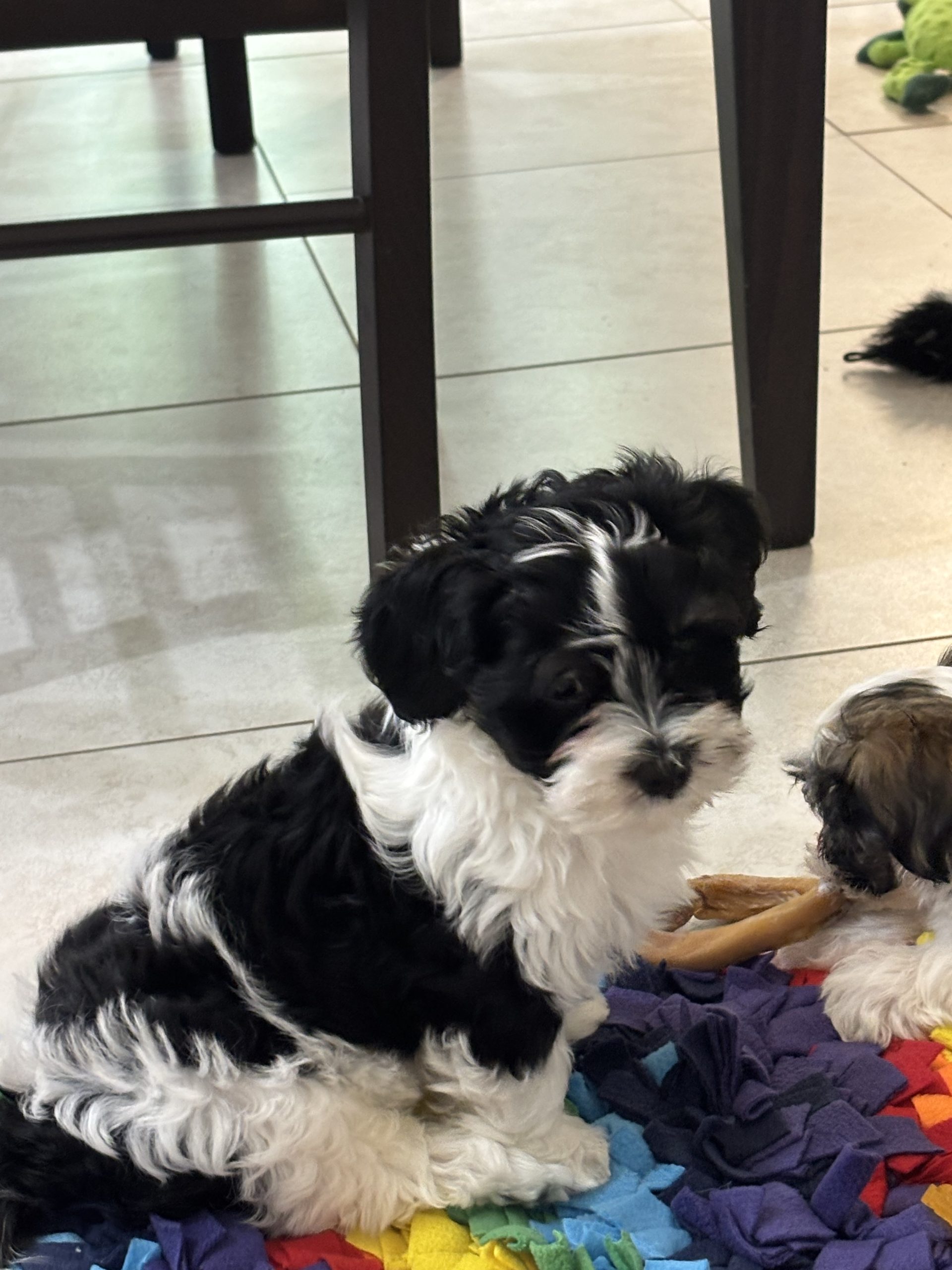 Corky, male, 9 weeks